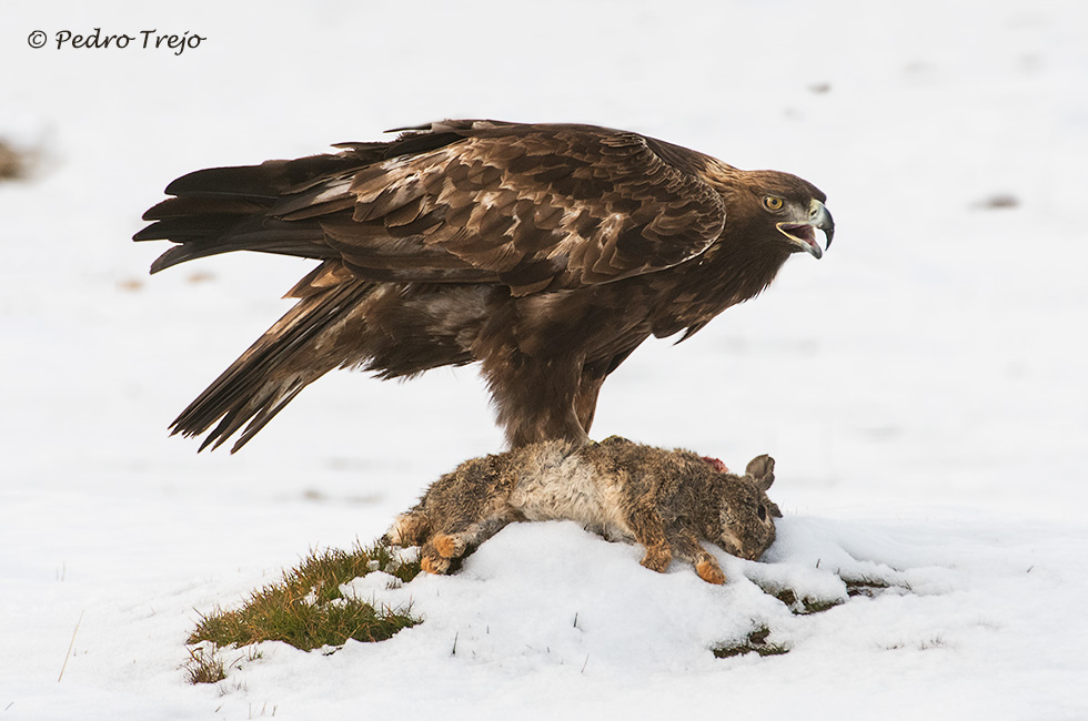 Águila real (Aguila chrysaetos)